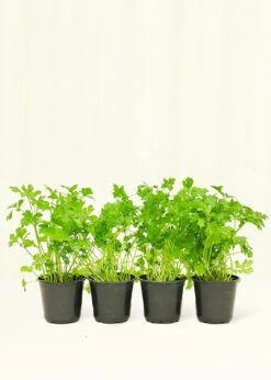 Parsley, 4 Pack