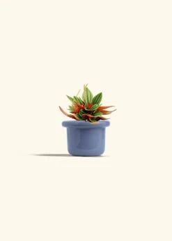 Peperomia 'Rosso', Small -Home Living Store PEPEROMIA ROSSO 4 FATLIP BLUE 4 bckgrnd cream