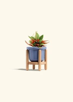 Peperomia 'Rosso', Small -Home Living Store PEPEROMIA ROSSO 4 FATLIP BLUE STAND 4 bckgrnd cream