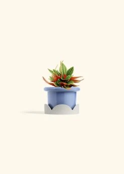Peperomia 'Rosso', Small -Home Living Store PEPEROMIA ROSSO 4 FATLIP BLUE TRAY BEIGE 4 bckgrnd cream