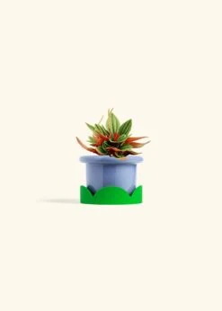 Peperomia 'Rosso', Small -Home Living Store PEPEROMIA ROSSO 4 FATLIP BLUE TRAY GREEN 4 bckgrnd cream