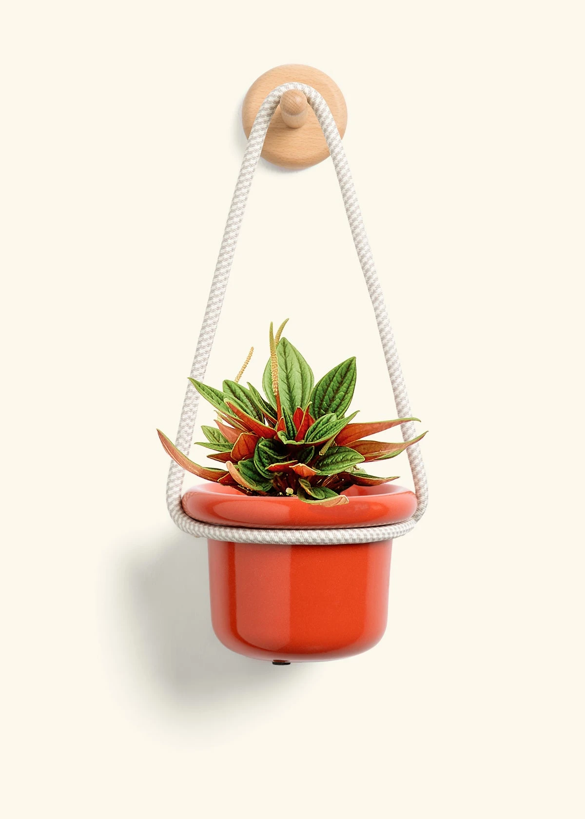 Peperomia 'Rosso', Small - Image 8