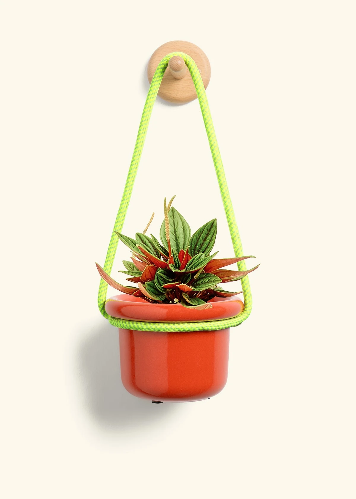 Peperomia 'Rosso', Small - Image 9