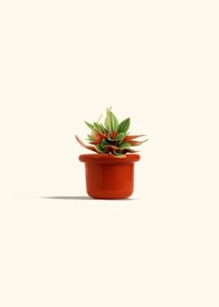 Peperomia 'Rosso', Small -Home Living Store PEPEROMIA ROSSO 4 FATLIP RED 4 bckgrnd cream
