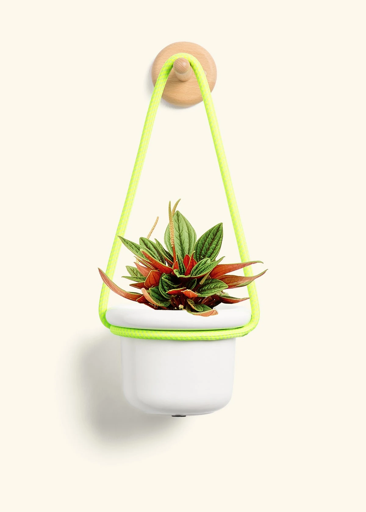 Peperomia 'Rosso', Small - Image 5