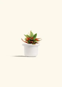 Peperomia 'Rosso', Small -Home Living Store PEPEROMIA ROSSO 4 FATLIP WHITE 4 bckgrnd cream