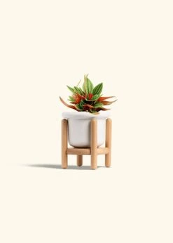 Peperomia 'Rosso', Small -Home Living Store PEPEROMIA ROSSO 4 FATLIP WHITE STAND 4 bckgrnd cream