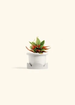 Peperomia 'Rosso', Small -Home Living Store PEPEROMIA ROSSO 4 FATLIP WHITE TRAY BEIGE 4 bckgrnd cream
