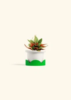 Peperomia 'Rosso', Small -Home Living Store PEPEROMIA ROSSO 4 FATLIP WHITE TRAY GREEN 4 bckgrnd cream