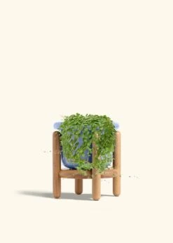 String Of Turtles, Medium -Home Living Store PEPEROMIA STRINGOFTURTLE 6 FATLIP BLUE STAND 6 bckgrnd cream