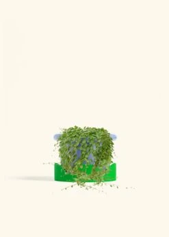 String Of Turtles, Medium -Home Living Store PEPEROMIA STRINGOFTURTLE 6 FATLIP BLUE TRAY GREEN 6 bckgrnd cream