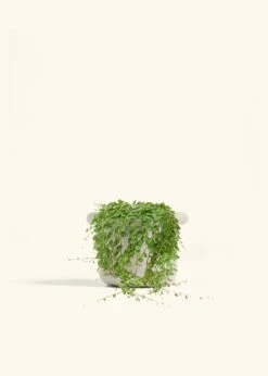 String Of Turtles, Medium -Home Living Store PEPEROMIA STRINGOFTURTLE 6 FATLIP OAT 6 bckgrnd cream