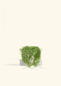 String Of Turtles, Medium -Home Living Store PEPEROMIA STRINGOFTURTLE 6 FATLIP OAT TRAY BEIGE 6 bckgrnd cream