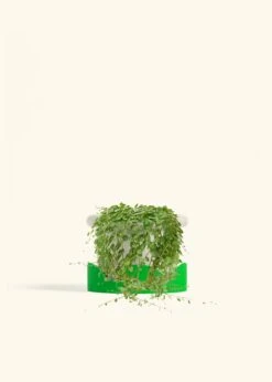 String Of Turtles, Medium -Home Living Store PEPEROMIA STRINGOFTURTLE 6 FATLIP OAT TRAY GREEN 6 bckgrnd cream