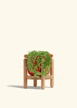 String Of Turtles, Medium -Home Living Store PEPEROMIA STRINGOFTURTLE 6 FATLIP RED STAND 6 bckgrnd cream