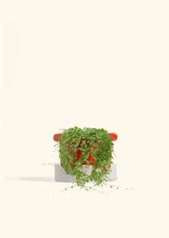 String Of Turtles, Medium -Home Living Store PEPEROMIA STRINGOFTURTLE 6 FATLIP RED TRAY BEIGE 6 bckgrnd cream