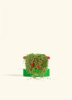 String Of Turtles, Medium -Home Living Store PEPEROMIA STRINGOFTURTLE 6 FATLIP RED TRAY GREEN 6 bckgrnd cream