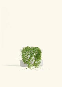 String Of Turtles, Medium -Home Living Store PEPEROMIA STRINGOFTURTLE 6 FATLIP WHITE TRAY BEIGE 6 bckgrnd cream