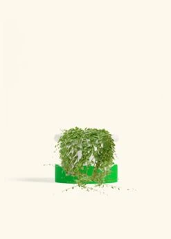 String Of Turtles, Medium -Home Living Store PEPEROMIA STRINGOFTURTLE 6 FATLIP WHITE TRAY GREEN 6 bckgrnd cream