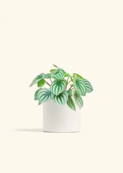 Watermelon Peperomia, Medium -Home Living Store PEPEROMIA WATERMELON 6 CLASSIC WHITE 6 bckgrnd cream