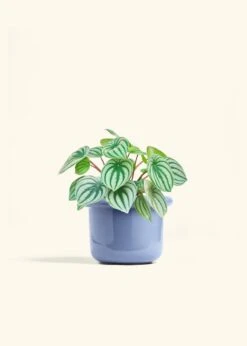 Watermelon Peperomia, Medium -Home Living Store PEPEROMIA WATERMELON 6 FATLIP BLUE 6 bckgrnd cream