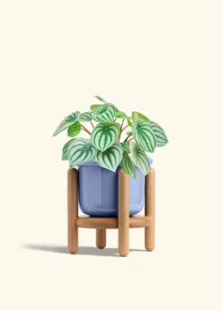 Watermelon Peperomia, Medium -Home Living Store PEPEROMIA WATERMELON 6 FATLIP BLUE STAND 6 bckgrnd cream