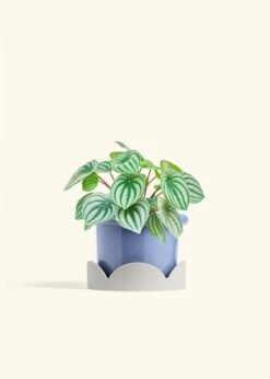 Watermelon Peperomia, Medium -Home Living Store PEPEROMIA WATERMELON 6 FATLIP BLUE TRAY BEIGE 6 bckgrnd cream