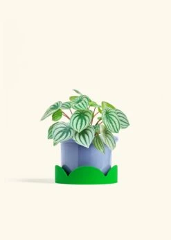 Watermelon Peperomia, Medium -Home Living Store PEPEROMIA WATERMELON 6 FATLIP BLUE TRAY GREEN 6 bckgrnd cream