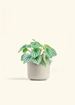 Watermelon Peperomia, Medium -Home Living Store PEPEROMIA WATERMELON 6 FATLIP OAT 6 bckgrnd cream