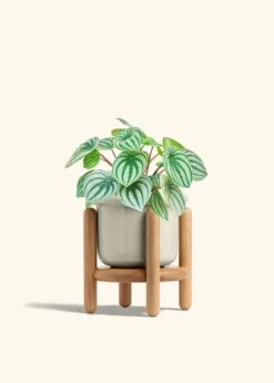 Watermelon Peperomia, Medium -Home Living Store PEPEROMIA WATERMELON 6 FATLIP OAT STAND 6 bckgrnd cream