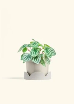 Watermelon Peperomia, Medium -Home Living Store PEPEROMIA WATERMELON 6 FATLIP OAT TRAY BEIGE 6 bckgrnd cream