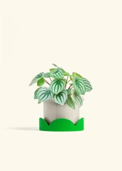 Watermelon Peperomia, Medium -Home Living Store PEPEROMIA WATERMELON 6 FATLIP OAT TRAY GREEN 6 bckgrnd cream