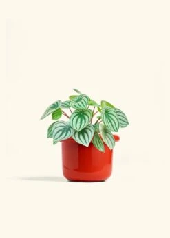 Watermelon Peperomia, Medium -Home Living Store PEPEROMIA WATERMELON 6 FATLIP RED 6 bckgrnd cream