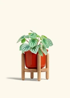 Watermelon Peperomia, Medium -Home Living Store PEPEROMIA WATERMELON 6 FATLIP RED STAND 6 bckgrnd cream