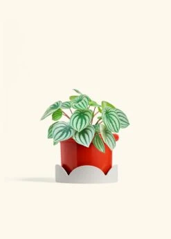 Watermelon Peperomia, Medium -Home Living Store PEPEROMIA WATERMELON 6 FATLIP RED TRAY BEIGE 6 bckgrnd cream