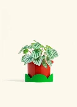 Watermelon Peperomia, Medium -Home Living Store PEPEROMIA WATERMELON 6 FATLIP RED TRAY GREEN 6 bckgrnd cream