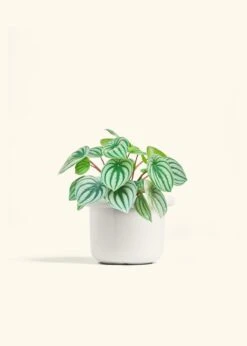 Watermelon Peperomia, Medium -Home Living Store PEPEROMIA WATERMELON 6 FATLIP WHITE 6 bckgrnd cream