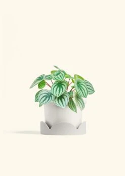 Watermelon Peperomia, Medium -Home Living Store PEPEROMIA WATERMELON 6 FATLIP WHITE TRAY BEIGE 6 bckgrnd cream