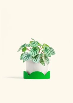 Watermelon Peperomia, Medium -Home Living Store PEPEROMIA WATERMELON 6 FATLIP WHITE TRAY GREEN 6 bckgrnd cream