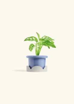 Swiss Cheese Vine, Small 39 Swiss Cheese Vine, Small -Home Living Store PHILO ADANSONII 4 FATLIP BLUE TRAY BEIGE 4 bckgrnd cream