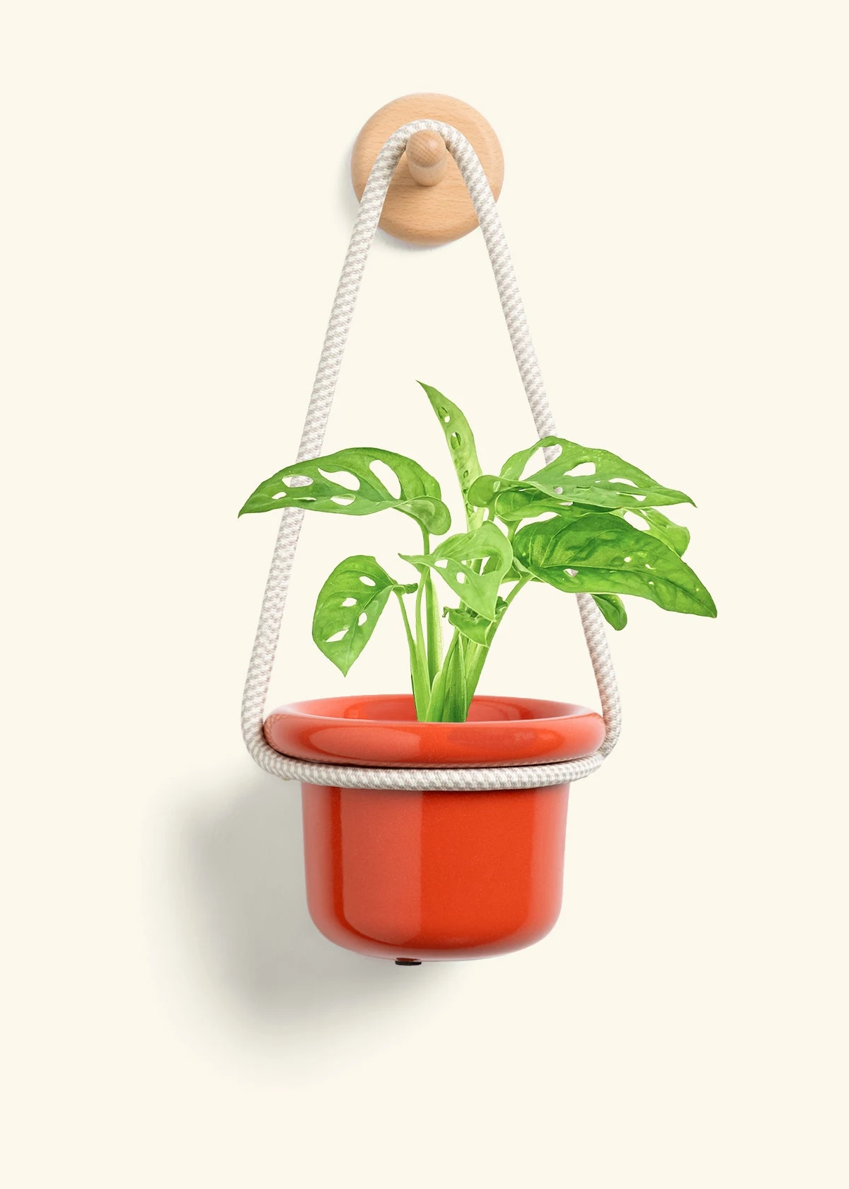 Swiss Cheese Vine, Small 10 Swiss Cheese Vine, Small - Image 8