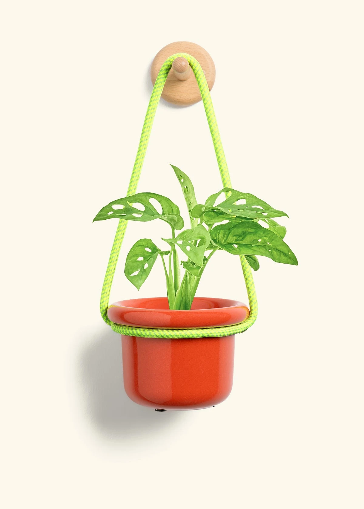 Swiss Cheese Vine, Small 11 Swiss Cheese Vine, Small - Image 9