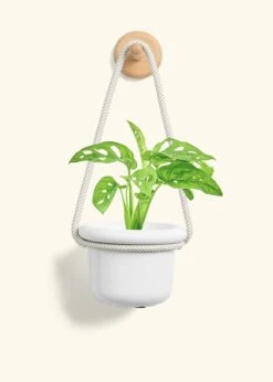 Swiss Cheese Vine, Small 25 Swiss Cheese Vine, Small -Home Living Store PHILO ADANSONII 4 FATLIP WHITE 4 ROP RTD CREAM 4 bckgrnd cream