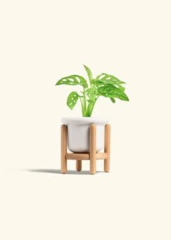 Swiss Cheese Vine, Small 36 Swiss Cheese Vine, Small -Home Living Store PHILO ADANSONII 4 FATLIP WHITE STAND 4 bckgrnd cream