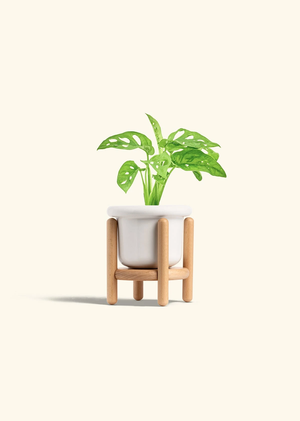 Swiss Cheese Vine, Small 17 Swiss Cheese Vine, Small - Image 15