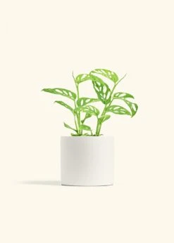 Swiss Cheese Vine, Medium -Home Living Store PHILO ADONSONII 6 CLASSIC WHITE 6 bckgrnd cream