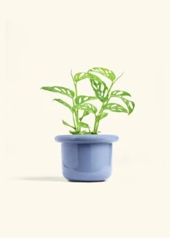 Swiss Cheese Vine, Medium -Home Living Store PHILO ADONSONII 6 FATLIP BLUE 6 bckgrnd cream