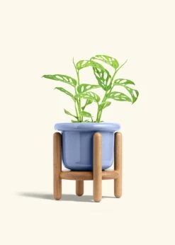 Swiss Cheese Vine, Medium -Home Living Store PHILO ADONSONII 6 FATLIP BLUE STAND 6 bckgrnd cream