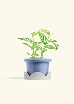 Swiss Cheese Vine, Medium -Home Living Store PHILO ADONSONII 6 FATLIP BLUE TRAY BEIGE 6 bckgrnd cream