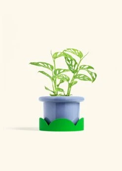 Swiss Cheese Vine, Medium -Home Living Store PHILO ADONSONII 6 FATLIP BLUE TRAY GREEN 6 bckgrnd cream